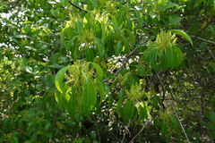 Excoecaria agallocha